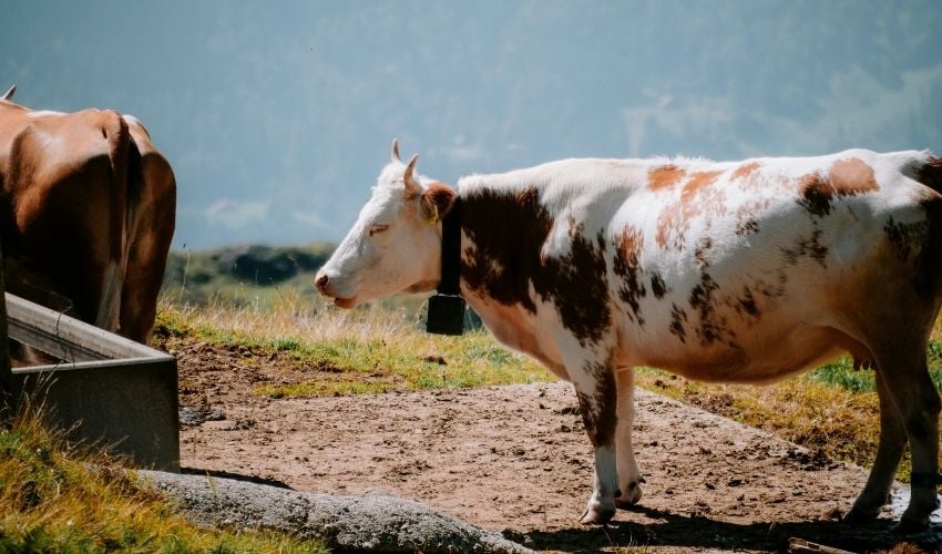 hyperpulse animal management application