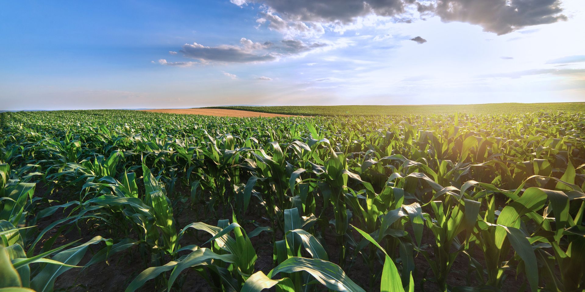Vast-remote-agricultural-farm
