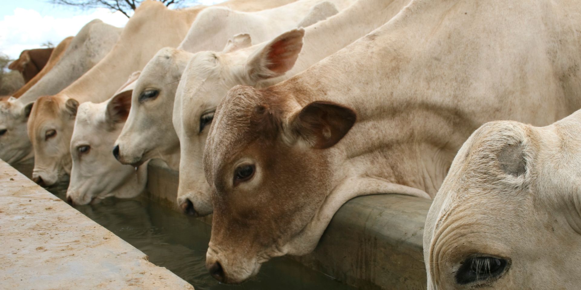 cattle drinking water_water monitoring for cattle