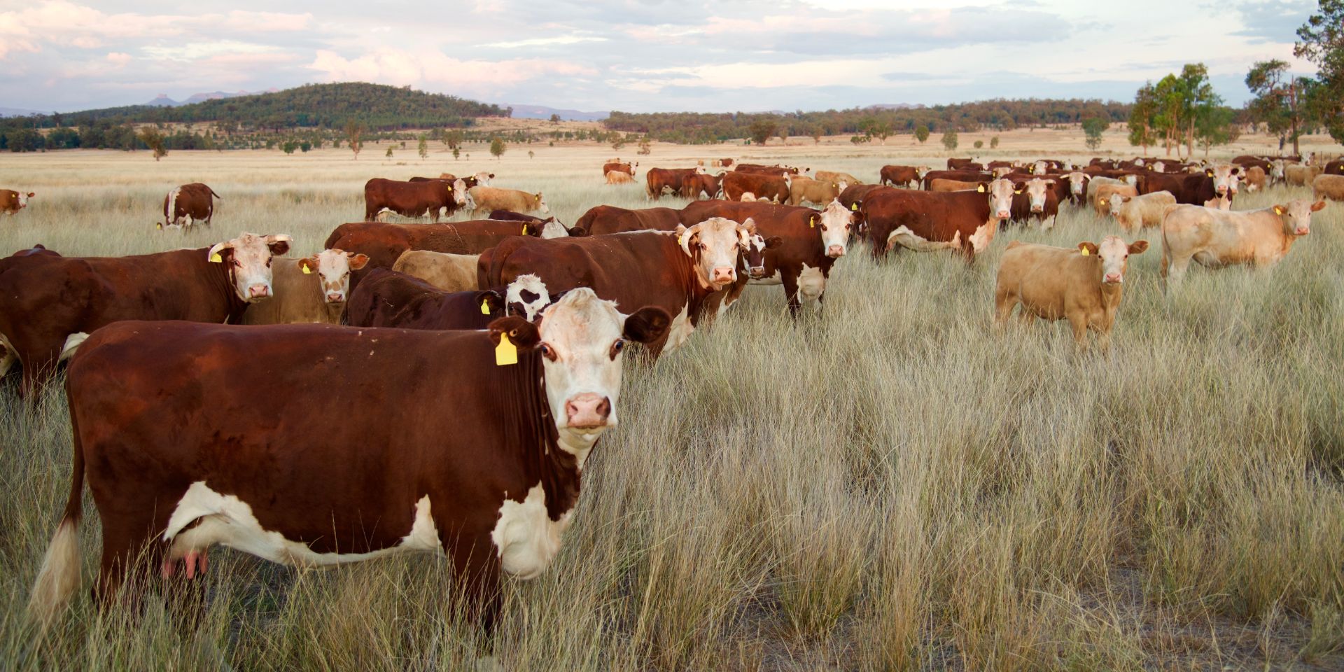 cattle tracking in remote area