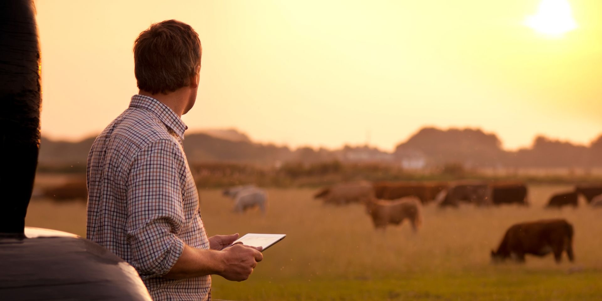 cattle management_farmer looking at the cattle